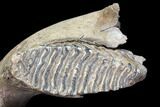 Wide Woolly Mammoth Lower Jaw With M Molars - HUGE! #87476-4